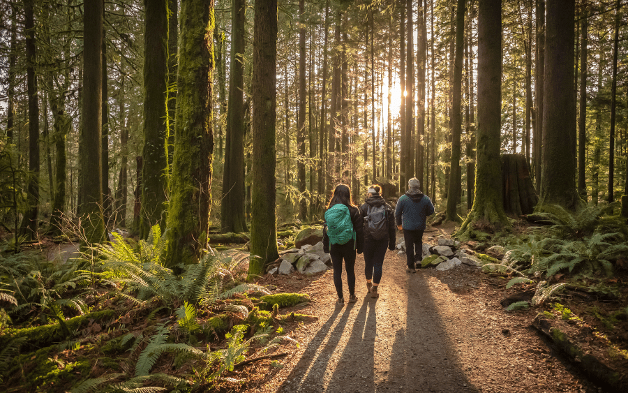 Students walking through the forest
