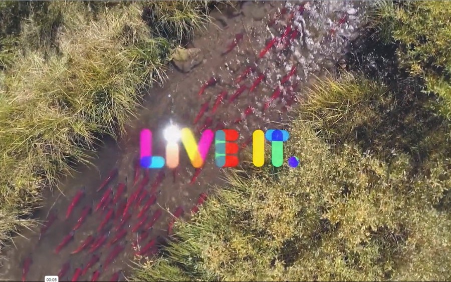 Live-it-logo-imposed-on-salmon-run-in-stream-photo