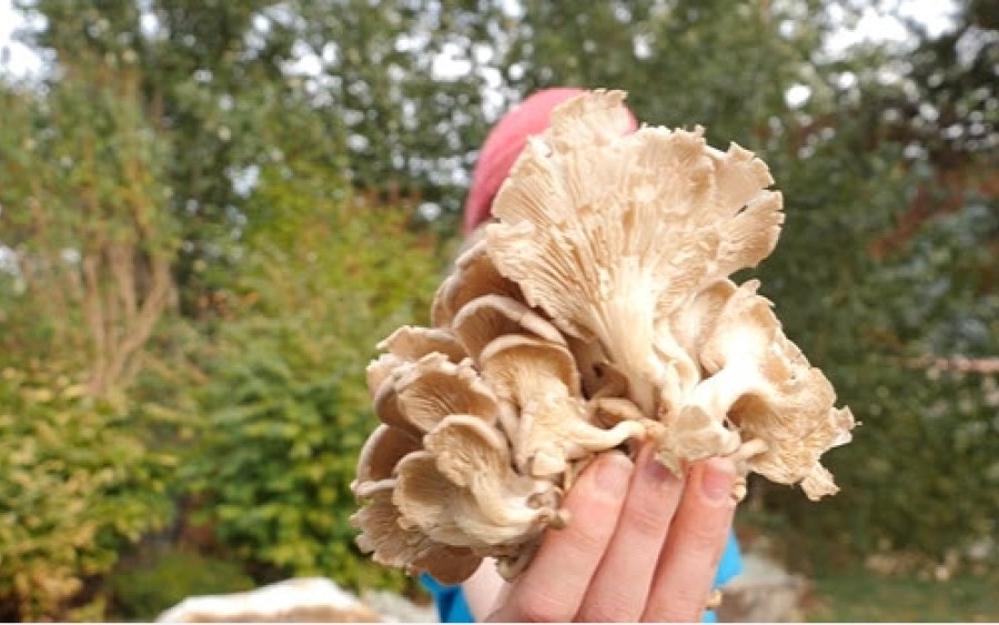 Hand holding a large fungi