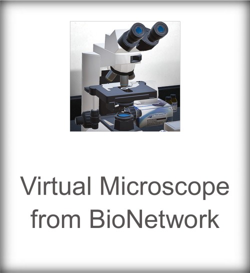 Virtual Microscope From BioNetwork | Focused Education